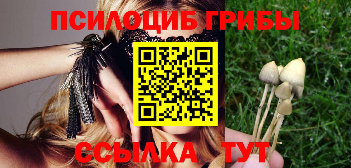 Псилоцибиновые грибы Psilocybe  Вход с VPN  Выборг 
